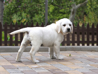 yellow labrador puppy in the park