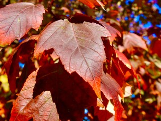 Landscapes of Kansas