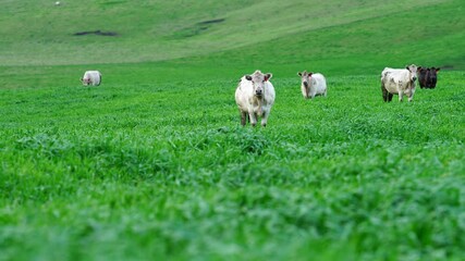 Beef cows and calves grazing on grass in Australia.
