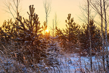 Trees during sunset in winter evening. Snow covered spruce branches in the rays of the evening winter sun