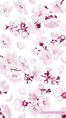 Light design lock screen, screen saver on the phone, banner, template for advertising in social networks on smartphones. Realistic pink and white cherry blossoms, Sakura in wallpaper,covers for phones