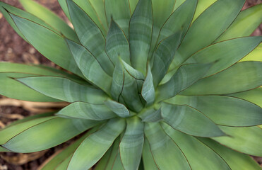 Closeup of agave plant in botanic garden.