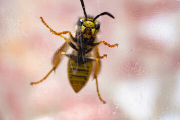 close up of a wasp from beneath