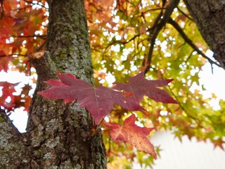 Landscapes of Kansas