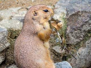 prairie dog eating