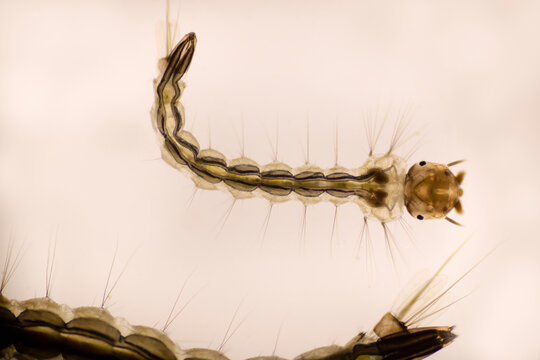 Close Up mosquito larvae in light microscope, Larvae under a microscope.