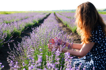 A young girl collects flowers on a lavender field on a summer sunny day. The concept of natural cosmetics from lavender flowers. Copy space.