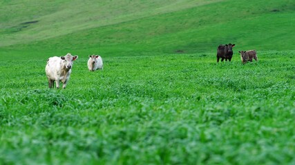 Beef cows and calves grazing on grass in Australia.