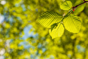 Green young leaves in the light of the sun on a blurred background