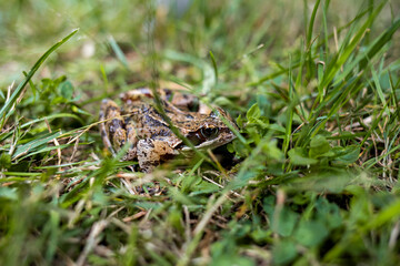 Toad in grass close up