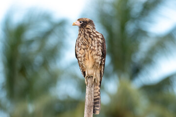 A Yellow-headed Caracara (Milvago chimachima) perching on a post with a blurred background. Bird of prey in wild. Raptor on post.