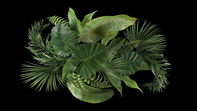 3d render composition of tropical plants on a black blackground