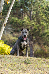 Pit bull dog playing in an open field at sunset. Pitbull blue nose in sunny day with green grass...