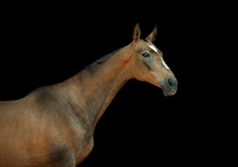 akhal-teke horse portrait isolated on black background