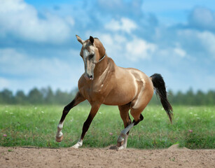 Akhal-teke horse runs free in green meadow