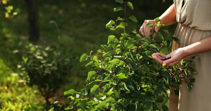 Woman picking blueberries or Serviceberry from branches in hand, home gardening, Summer harvest, Fresh organic berry.