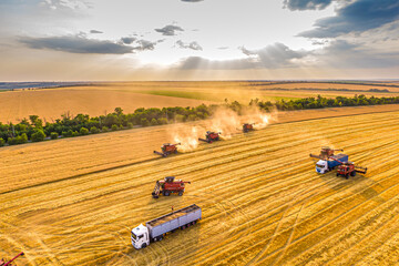 wheat harvesting process at sunset. Combines work in the field. Aerial photo