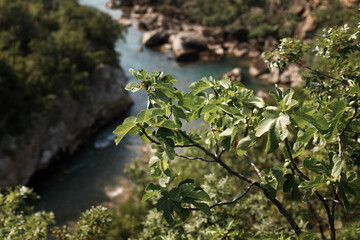 green figs on a branch against the background of the river