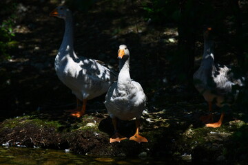 Two white geese.