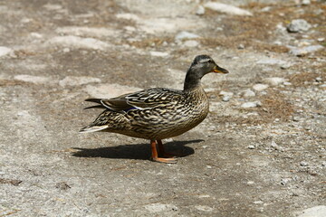 Duck on a dirt road in the park.