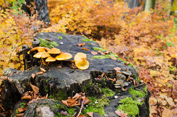 Group Mushrooms on a stump in a beautiful autumn forest with leaves. Wild mushroom on the spruce stump.