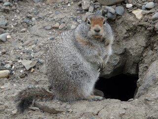 grauhörnchen, erdhörnchen, nager, säugetier, wild lebende tiere, natur, prairie, wild, hübsch, fell, grau, tier, pelzig, fauna