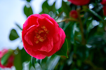 Blooming camellia flowers in the city park