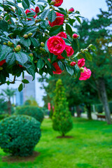 Blooming camellia flowers in the city park