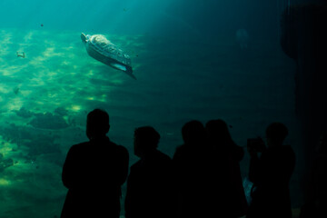 Fototapeta premium Silhouettes of people watching a tortoise underwater
