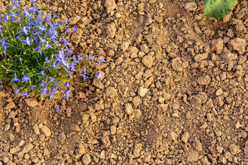 lobelia and dry soil