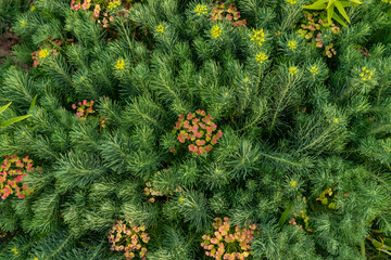 Euphorbia cyparissias in summer