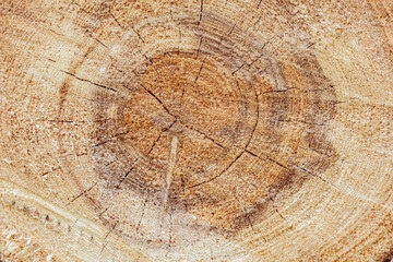Naklejka premium Slice of the wood timber background.