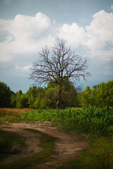 Obraz premium tree in the field