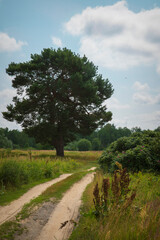 road in the countryside