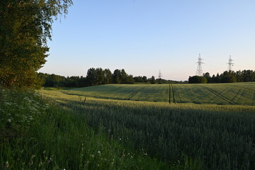 field and blue sky