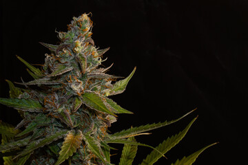 Marijuana flower with lots of brown pistils and resin. Medical marijuana ready to be harvested.