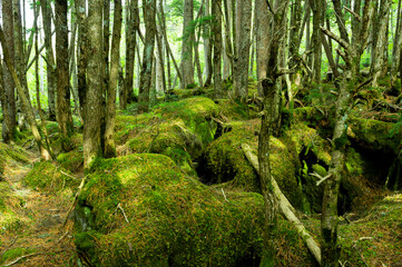 苔の森