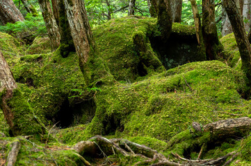 苔の森