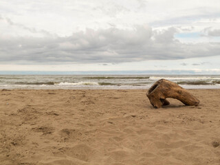 Fototapeta na wymiar Log in the sand