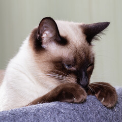 The cat of the Thai breed rests its paws on the edge of its beds and is sad. Close-up, selective focus