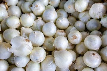 Lots of white onions on the counter. Farmers market, sale of crops.