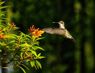 Hummingbird