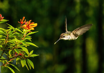 Obraz premium Hummingbird