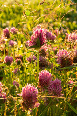 pink and yellow flowers