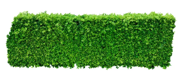 Crédence de cuisine en verre imprimé Herbe Tropical Flower shrub bush fence tree isolated  plant with clipping path