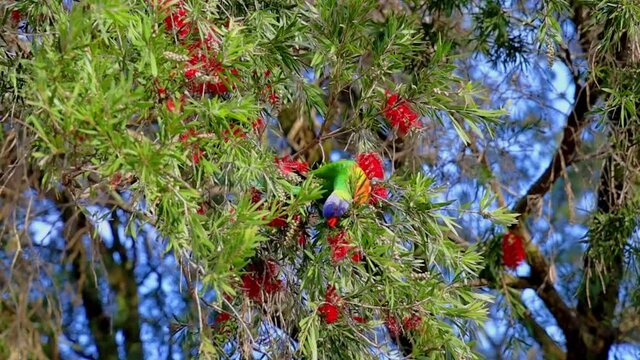 Rainbow Lorikeet feeding in a native Australian bottle brush tree in a Suburban Sydney Park at Sunset