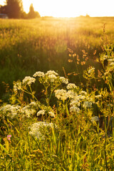 Obraz premium a field with a field plant in the rays of the setting sun