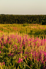 Fototapeta premium crimson flowers of the field plant ivan-tea in the rays of the setting sun