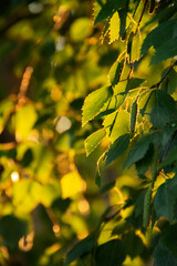 yellow maple leaves