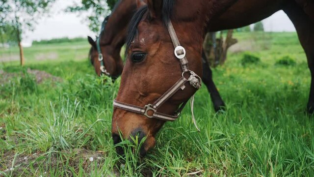 Two dark bay horses in the horse farm grazing. Horse chewing grass in the beautiful field meadows. Dark bay horse with a black mane. Closeup view. Horse feeding.